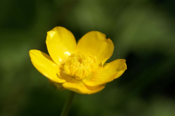 Hay Fever Treatment