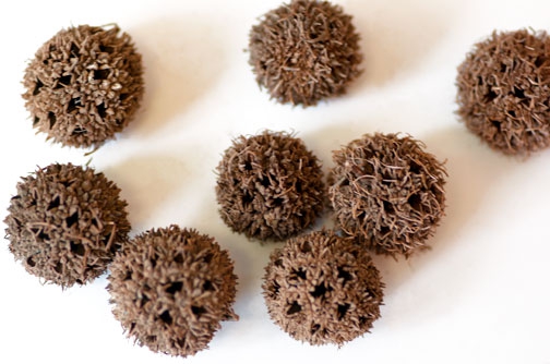Conditions / Treatments Herbal Medicine